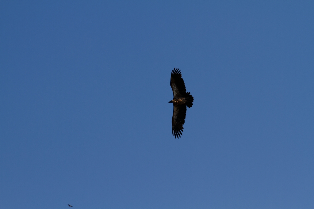 08 - Kruger NP (83)-Vautour Africain.jpg